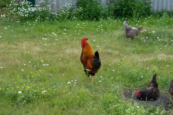 Cock is watching, Shumikha, Russia