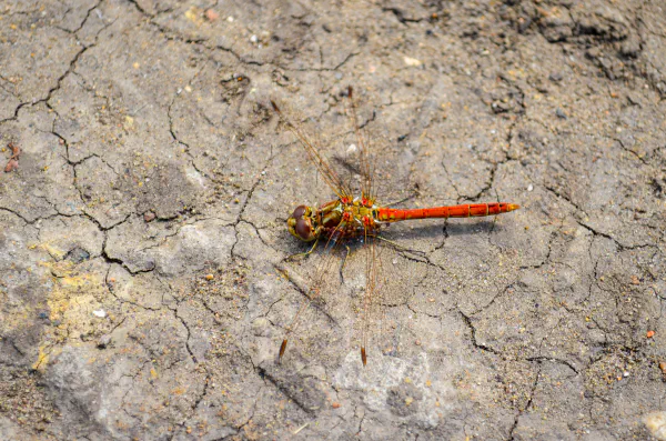 Dragonfly, Shumikha, Russia