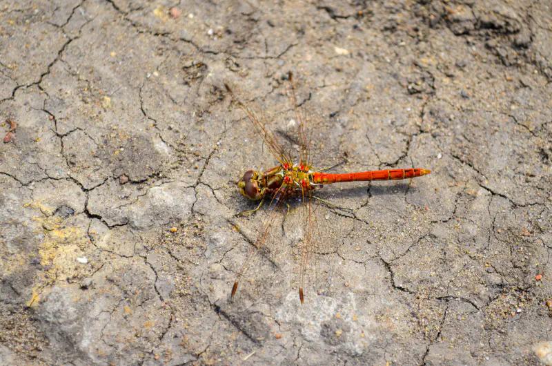 Dragonfly, Shumikha, Russia