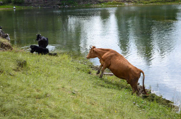 Jumping cow, Shumikha, Russia