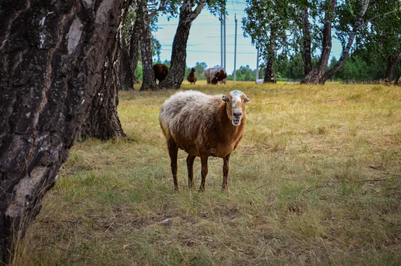 Sheep, Shumikha, Russia